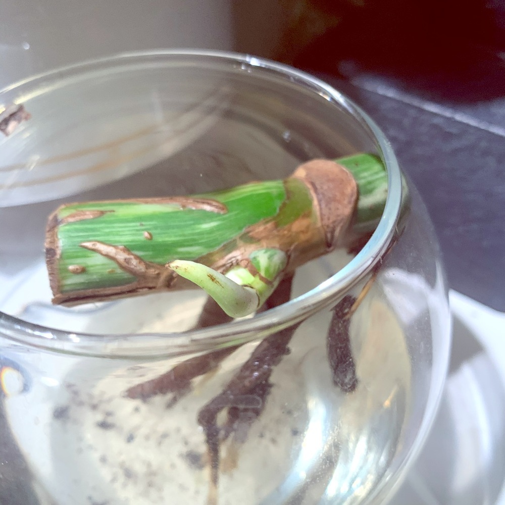 Monstera albo wet stick
